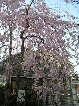 ���ƒ�̉ԂƎČ��E��