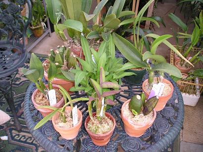 ���ƒ�̉ԂƎČ��E��