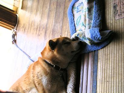 ���ƒ�̉ԂƎČ��E��