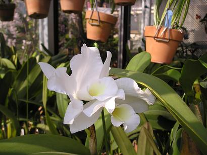 ���ƒ�̉ԂƎČ��E��