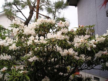 ���ƒ�̉ԂƎČ��E��