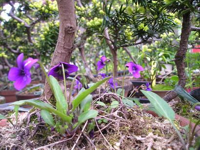 ���ƒ�̉ԂƎČ��E��