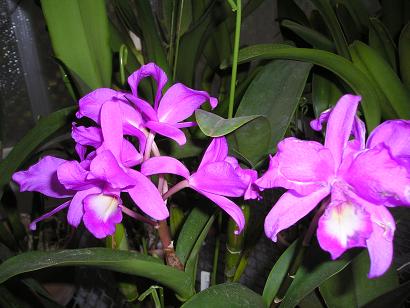 ���ƒ�̉ԂƎČ��E��