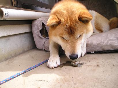 ���ƒ�̉ԂƎČ��E��