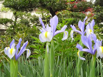 ���ƒ�̉ԂƎČ��E��