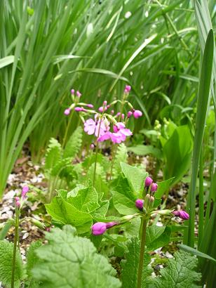 ���ƒ�̉ԂƎČ��E��