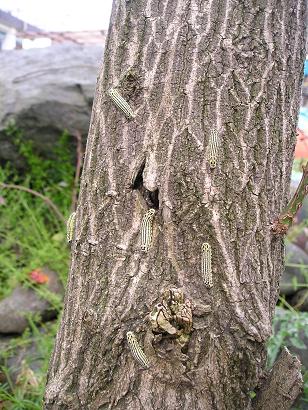 ���ƒ�̉ԂƎČ��E��