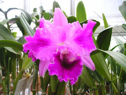 ���ƒ�̉ԂƎČ��E��