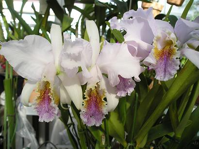 ���ƒ�̉ԂƎČ��E��