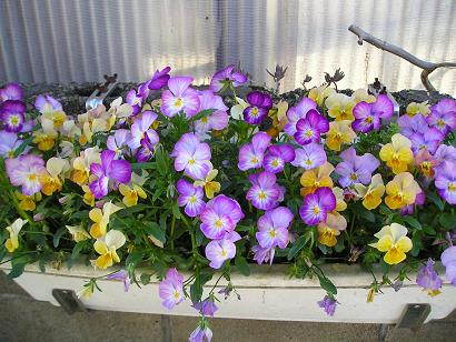 ���ƒ�̉ԂƎČ��E��