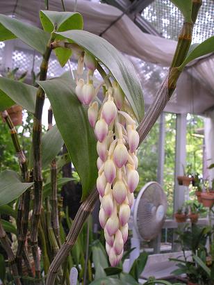 ���ƒ�̉ԂƎČ��E��