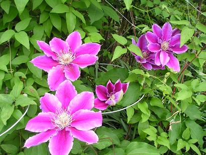 ���ƒ�̉ԂƎČ��E��