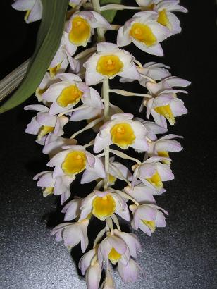 ���ƒ�̉ԂƎČ��E��