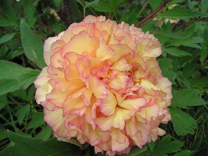 ���ƒ�̉ԂƎČ��E��