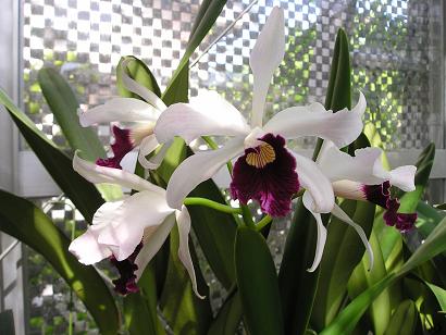 ���ƒ�̉ԂƎČ��E��