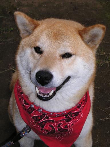 ���ƒ�̉ԂƎČ��E��