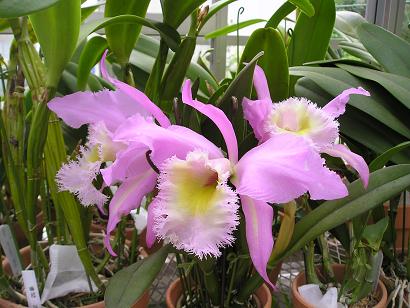 ���ƒ�̉ԂƎČ��E��