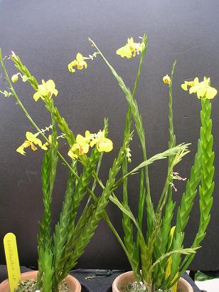 ���ƒ�̉ԂƎČ��E��