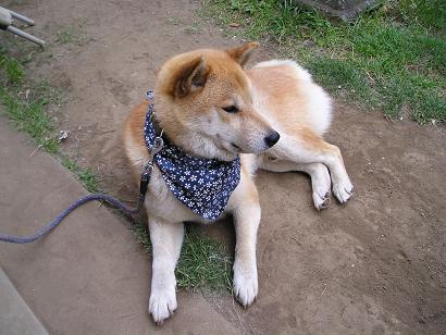 ���ƒ�̉ԂƎČ��E��