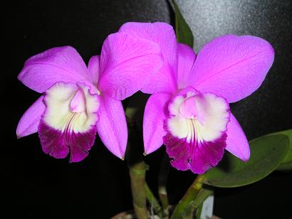 ���ƒ�̉ԂƎČ��E��