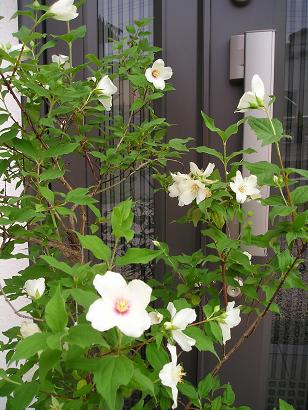 ���ƒ�̉ԂƎČ��E��