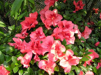 ���ƒ�̉ԂƎČ��E��