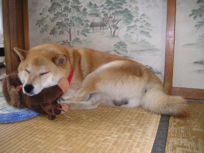 ���ƒ�̉ԂƎČ��E��