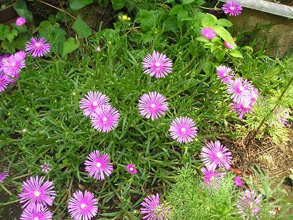 ���ƒ�̉ԂƎČ��E��