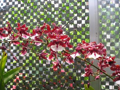 ���ƒ�̉ԂƎČ��E��