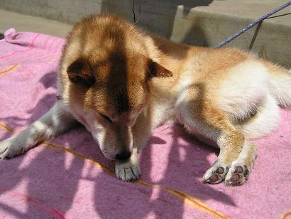 ���ƒ�̉ԂƎČ��E��