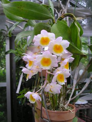 ���ƒ�̉ԂƎČ��E��