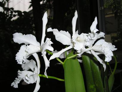 ���ƒ�̉ԂƎČ��E��