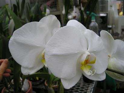 ���ƒ�̉ԂƎČ��E��