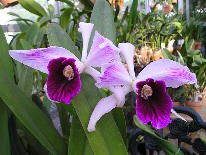 ���ƒ�̉ԂƎČ��E��