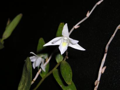 ���ƒ�̉ԂƎČ��E��