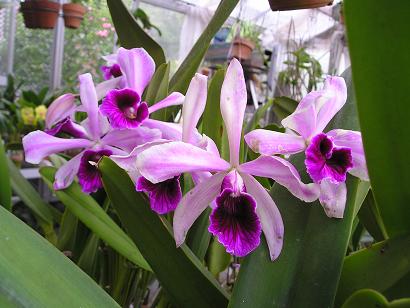 ���ƒ�̉ԂƎČ��E��