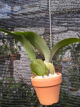 ���ƒ�̉ԂƎČ��E��