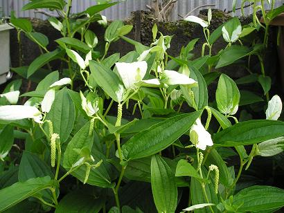 ���ƒ�̉ԂƎČ��E��