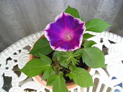 ���ƒ�̉ԂƎČ��E��