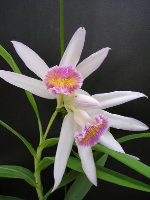 ���ƒ�̉ԂƎČ��E��