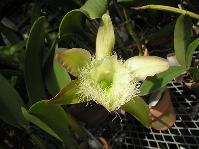 ���ƒ�̉ԂƎČ��E��