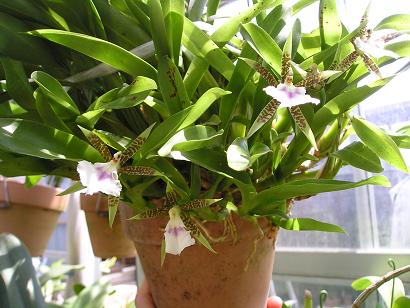 ���ƒ�̉ԂƎČ��E��