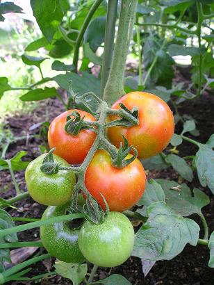 ���ƒ�̉ԂƎČ��E��