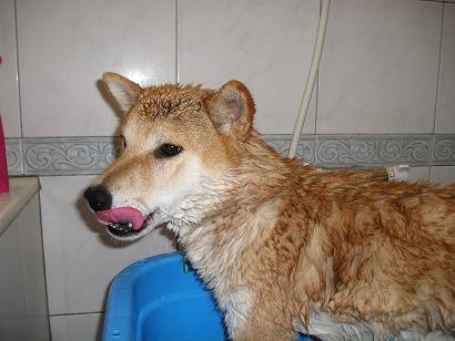 ���ƒ�̉ԂƎČ��E��