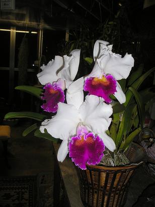 ���ƒ�̉ԂƎČ��E��