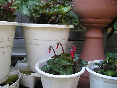 ���ƒ�̉ԂƎČ��E��