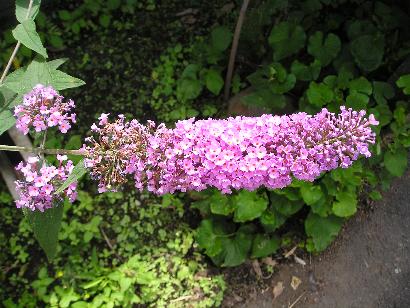 ���ƒ�̉ԂƎČ��E��