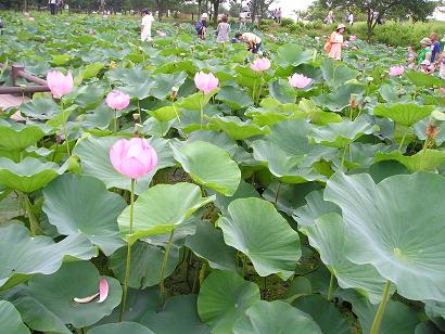 ���ƒ�̉ԂƎČ��E��