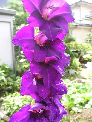 ���ƒ�̉ԂƎČ��E��