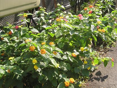 ���ƒ�̉ԂƎČ��E��